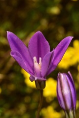 Brodiaea appendiculata
