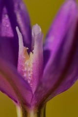 Brodiaea appendiculata