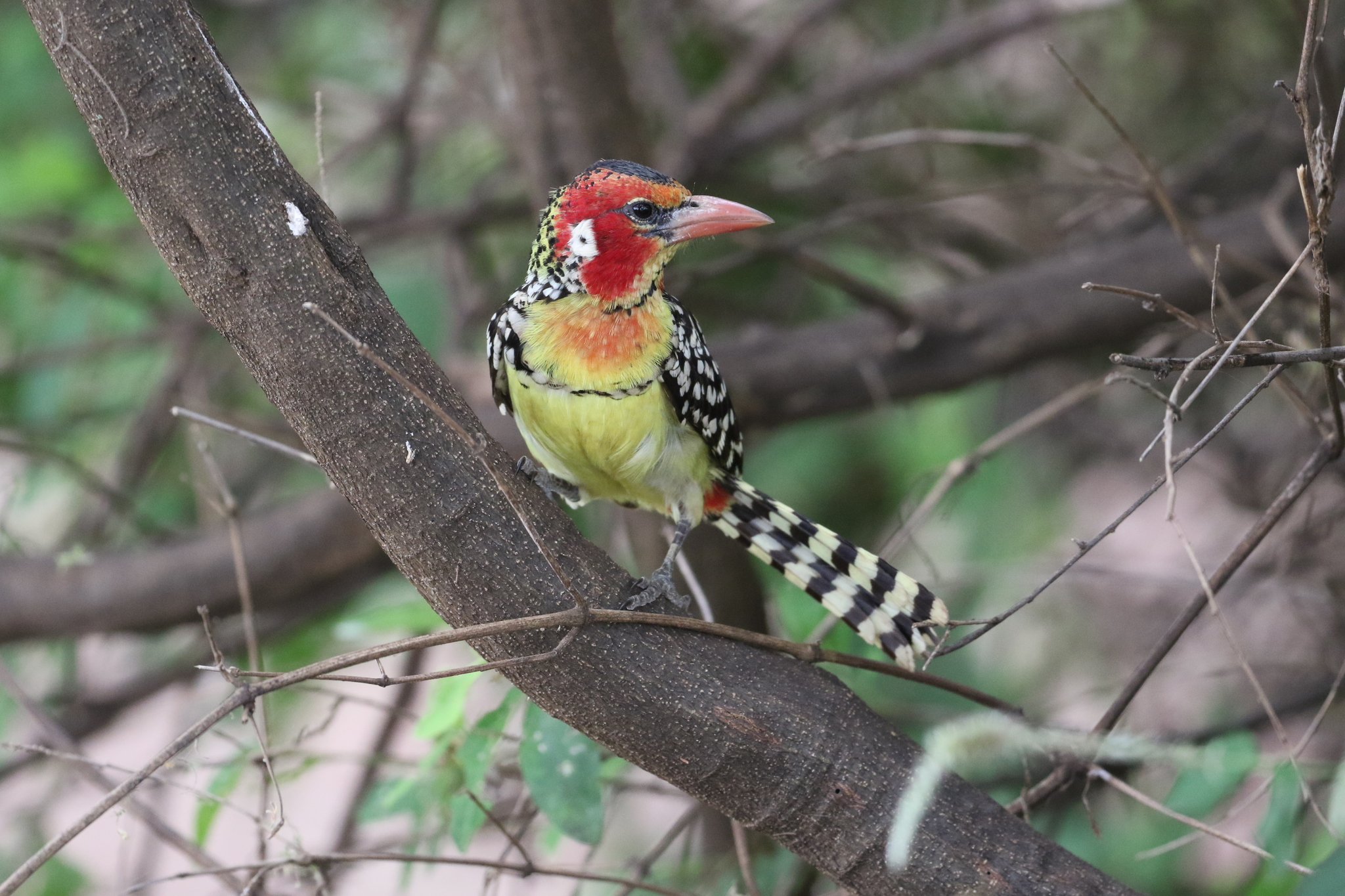 Red-and-yellow Barbet illustration
