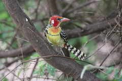 Trachyphonus erythrocephalus