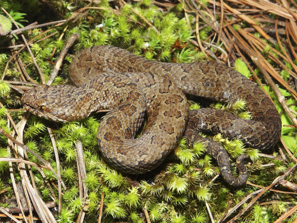 Brown's Montane Pitviper