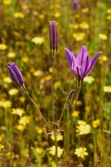 Brodiaea appendiculata