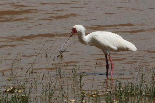 Espátula africana (Platalea alba)
