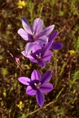 Brodiaea appendiculata