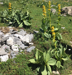 Gentiana lutea lutea