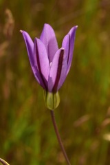 Brodiaea appendiculata