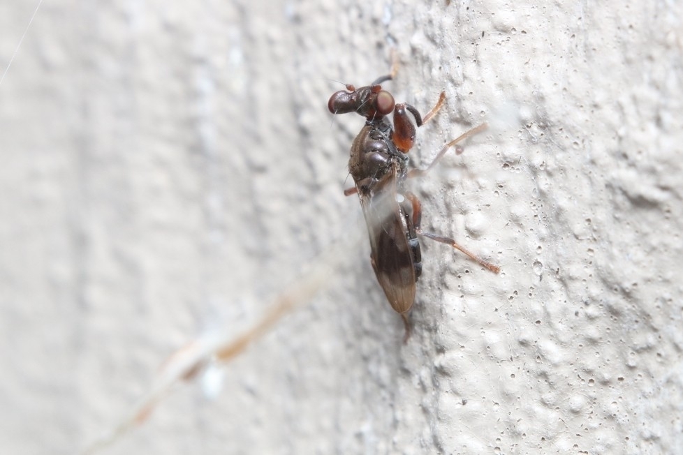 Sphyracephala subbifasciata