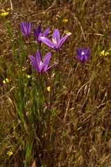 Brodiaea appendiculata