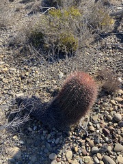 Ferocactus gracilis gracilis