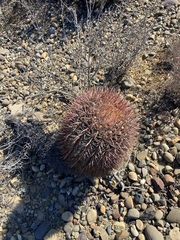 Ferocactus gracilis gracilis