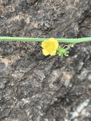 Cucumis cinereus
