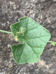 Cucumis cinereus