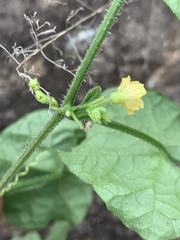 Cucumis cinereus