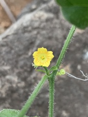 Cucumis cinereus