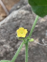 Cucumis cinereus