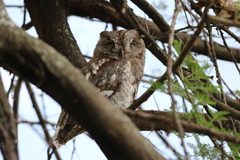 Otus senegalensis