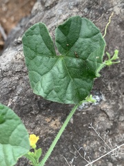 Cucumis cinereus