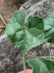 Cucumis cinereus