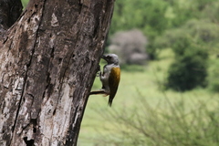 Chloropicus spodocephalus