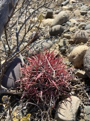 Ferocactus gracilis gracilis