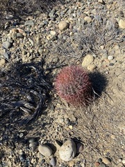 Ferocactus gracilis gracilis