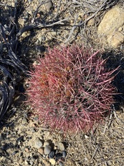 Ferocactus gracilis gracilis