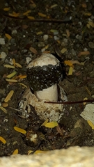 Itajahya galericulata