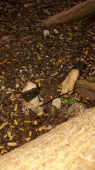 Itajahya galericulata