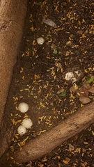 Itajahya galericulata