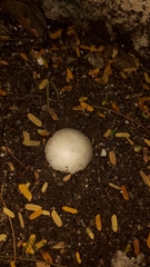 Itajahya galericulata