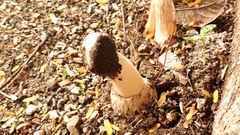 Itajahya galericulata