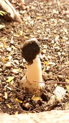 Itajahya galericulata