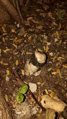 Itajahya galericulata