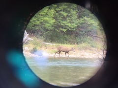 Hippocamelus bisulcus