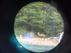 Hippocamelus bisulcus