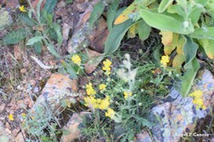 Linaria spartea