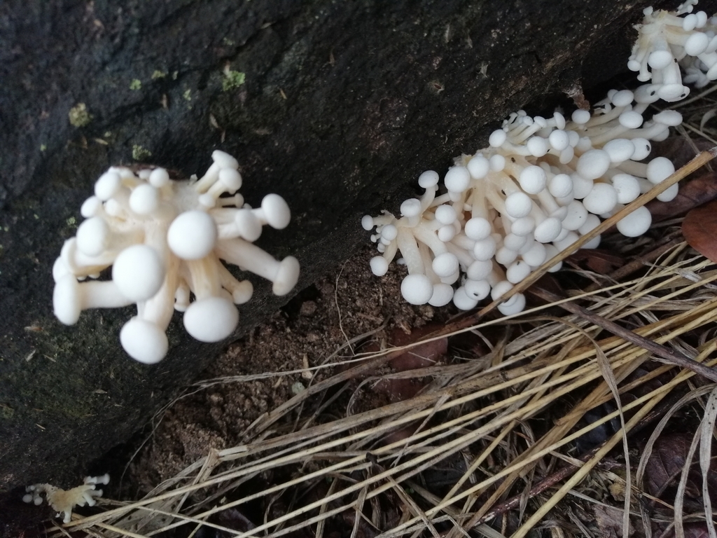 Lentinus concavus · February 2020 · photo: © kozue (iNaturalist, cc-by-sa)
