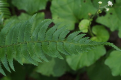 Polystichum tripteron