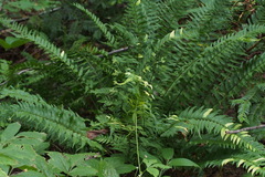 Polystichum tripteron