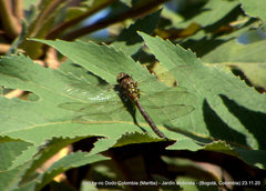 Rhionaeschna marchali