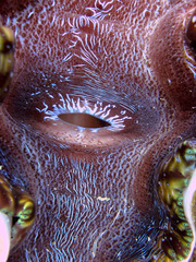 Tridacna derasa