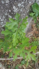 Quercus