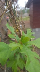 Quercus