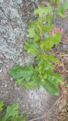 Quercus
