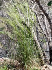 Austrostipa densiflora