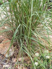 Austrostipa densiflora
