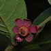 Uvaria macrophylla - Photo (c) portioid, alguns direitos reservados (CC BY-SA), uploaded by portioid