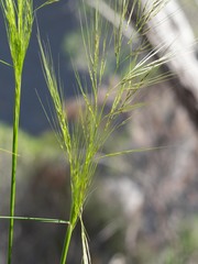 Austrostipa densiflora