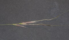 Austrostipa densiflora