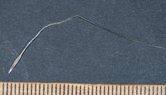 Austrostipa densiflora